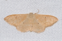 Idaea rubraria