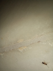 Nylanderia jaegerskioeldi