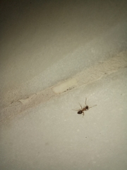 Nylanderia jaegerskioeldi