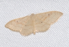 Idaea rubraria