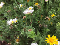 Aphanostephus ramosissimus