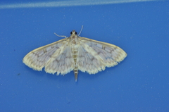 Herpetogramma aquilonalis