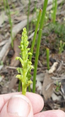 Microtis arenaria