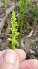 Microtis arenaria