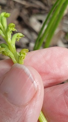 Microtis arenaria