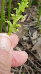 Microtis arenaria