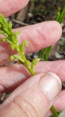 Microtis arenaria
