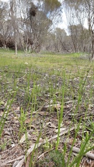 Microtis arenaria