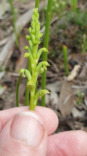 Image of Microtis arenaria by (c) Rosalie Lawrence, some rights reserved (CC BY)