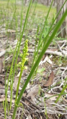 Microtis arenaria