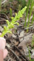 Microtis arenaria