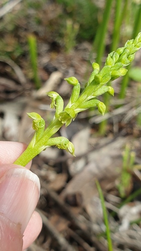 Image of Microtis arenaria by (c) Rosalie Lawrence, some rights reserved (CC BY)
