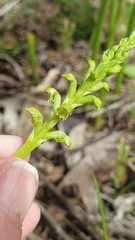 Microtis arenaria