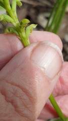 Microtis arenaria