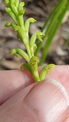 Microtis arenaria