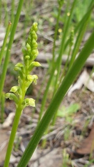 Microtis arenaria