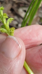 Microtis arenaria
