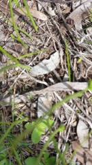 Microtis arenaria