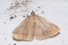 Zanclognatha lunalis