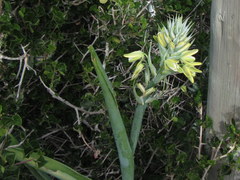 Albuca flaccida