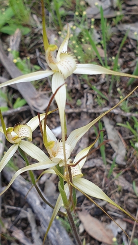 Image of Caladenia brumalis by (c) Rosalie Lawrence, some rights reserved (CC BY)