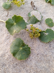 Apiales