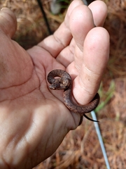 Storeria storerioides