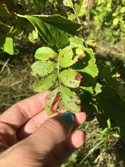 Diplocarpon rosae