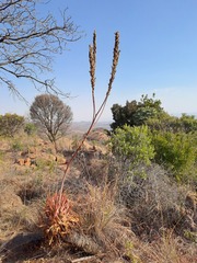 Aloe pretoriensis