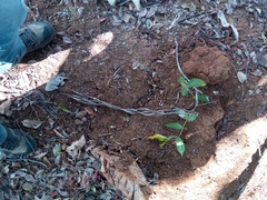 Stereospermum undatum