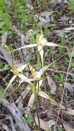 Image of Caladenia brumalis by (c) Rosalie Lawrence, some rights reserved (CC BY)