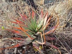 Aloe pretoriensis