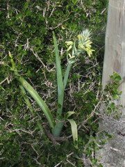 Albuca flaccida