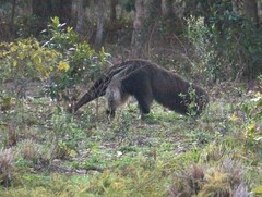 Myrmecophaga tridactyla