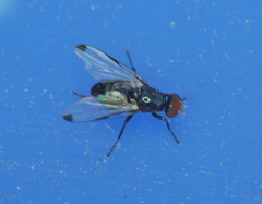 Seioptera vibrans