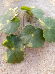 Apiales
