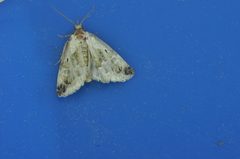 Maliattha synochitis