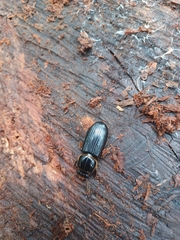 Odontotaenius