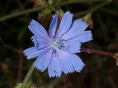 Cichorium