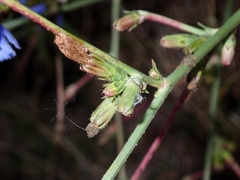 Cichorium