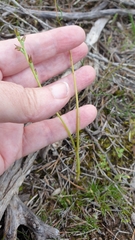 Prasophyllum fitzgeraldii