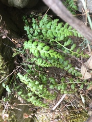 Asplenium billotii