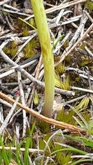Prasophyllum fitzgeraldii