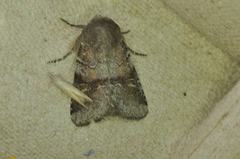 Oligia minuscula