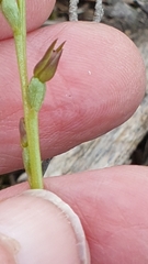 Prasophyllum fitzgeraldii