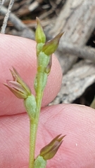 Prasophyllum fitzgeraldii