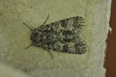 Acronicta impressa