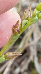 Prasophyllum fitzgeraldii