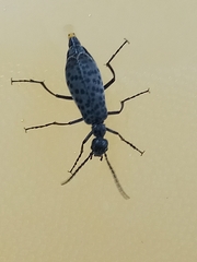 Epicauta atomaria