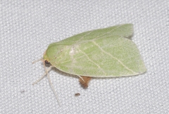 Bena bicolorana